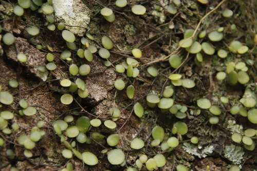 Peperomia bangroana (Peperomia bangroana)