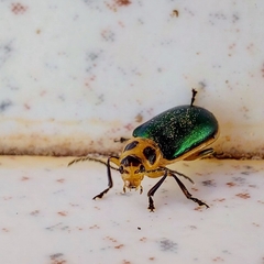 Cacoscelis marginata