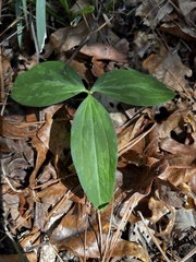 Trillium gracile