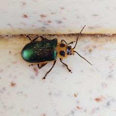 Cacoscelis marginata