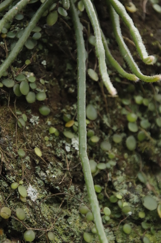 Rhipsalis baccifera image