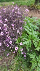Geranium maderense