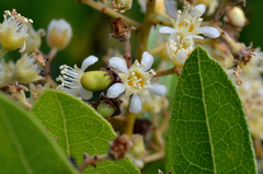 Geobalanus oblongifolius