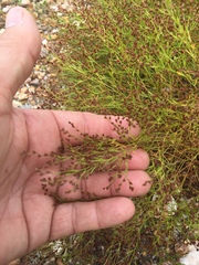 Hypericum gentianoides