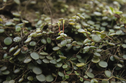 Peperomia bangroana (Peperomia bangroana)