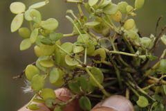 Peperomia tetraphylla image