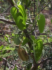Aristolochia taliscana