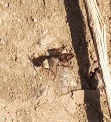 Dasymutilla snoworum