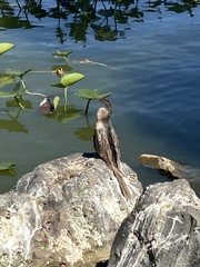Anhinga anhinga