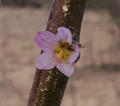 Kosteletzkya depressa