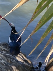 Cairina moschata domestica