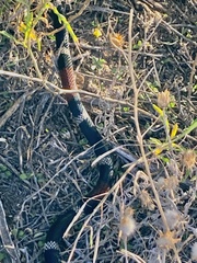 Micrurus pyrrhocryptus