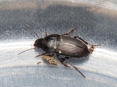 Anisodactylus rusticus