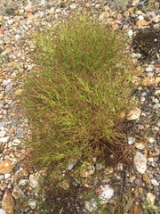 Hypericum gentianoides