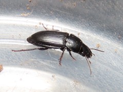 Anisodactylus harrisii