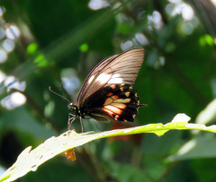 Heraclides torquatus