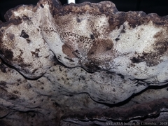 Phaeolus schweinitzii