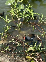 Gallinula galeata