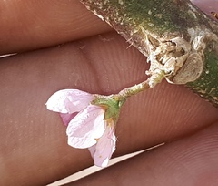 Kosteletzkya depressa