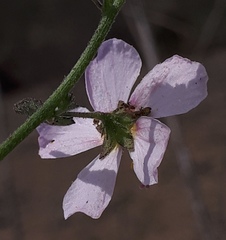 Kosteletzkya depressa