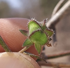 Kosteletzkya depressa