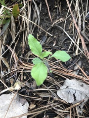 Physalis virginiana