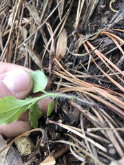 Physalis virginiana