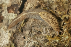 Prophysaon foliolatum