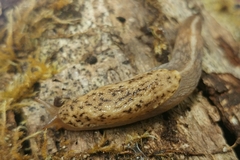 Prophysaon foliolatum
