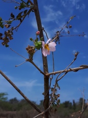 Kosteletzkya depressa