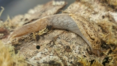 Prophysaon foliolatum