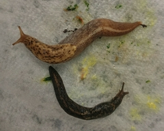 Prophysaon foliolatum