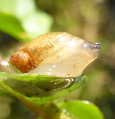 Succineidae