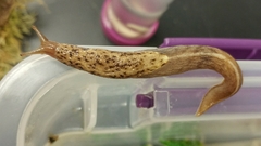 Prophysaon foliolatum