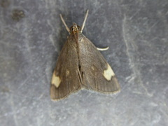 Evergestis unimacula