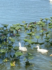 Anas platyrhynchos domesticus