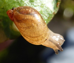 Succineidae