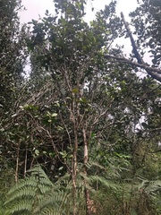 Daphnopsis philippiana