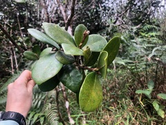 Daphnopsis philippiana