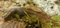 Prophysaon foliolatum