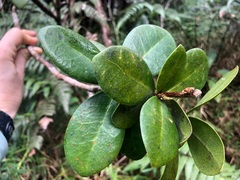 Daphnopsis philippiana