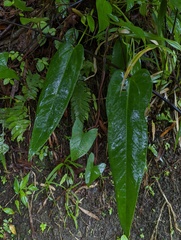 Anthurium dominicense
