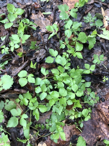 Canadian honewort (Cryptotaenia canadensis)