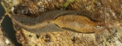 Prophysaon foliolatum