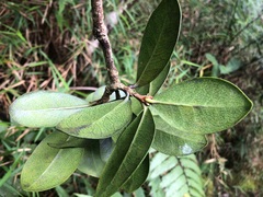 Daphnopsis philippiana