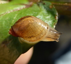 Succineidae