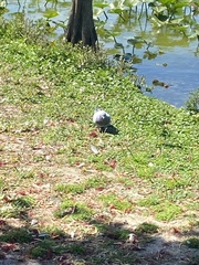 Columba livia domestica
