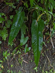 Anthurium dominicense