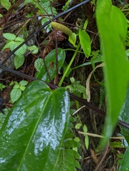 Anthurium dominicense