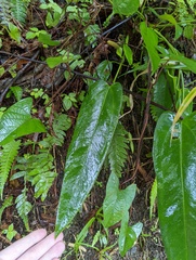 Anthurium dominicense